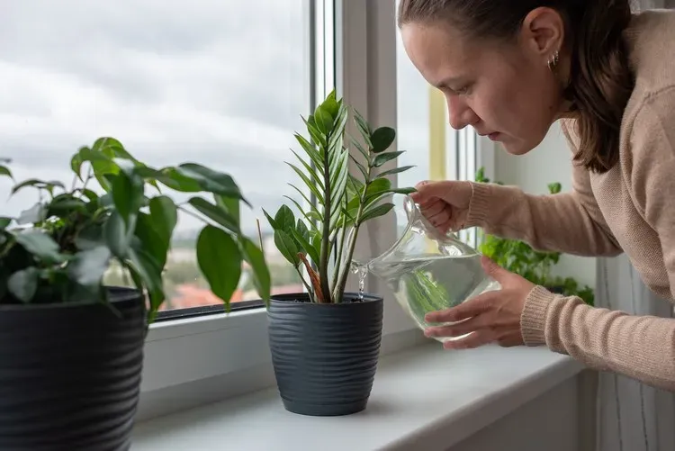 arroser les plantes avec de l'eau gazeuse 2023 