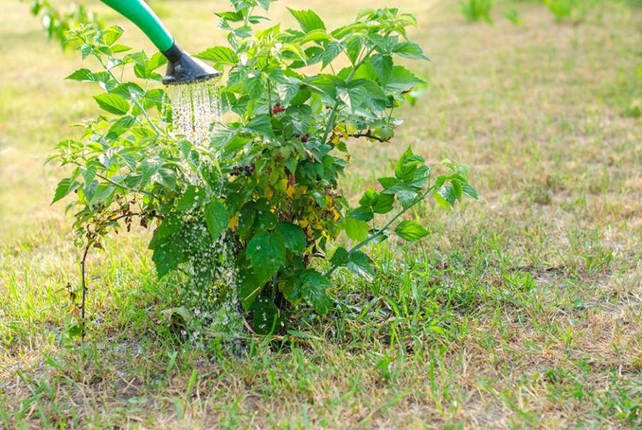 FAQ : Fumier de poule pour framboisiers Quel fumier pour les framboisiers ? Le meilleur fumier pour les framboisiers est généralement le fumier de poule bien composté. Riche en azote, phosphore et potassium, il constitue un excellent engrais naturel pour framboisier. Peut-on utiliser du fumier de poule frais pour les framboisiers ? Il est déconseillé d’utiliser du fumier de poule frais pour framboisier, car il est très concentré en azote et peut brûler les racines. Il est préférable de le faire sécher ou de le composter avant utilisation. Quand mettre du fumier au pied des framboisiers ? La meilleure période pour ajouter du fumier de poule pour framboisier se situe en automne, entre septembre et novembre. Cela permet au sol d’absorber les nutriments avant la reprise de la croissance au printemps. Quelle quantité de fumier pour les framboisiers ? Pour fertiliser correctement les framboisiers, il est conseillé d’utiliser environ 500 à 600 g de fumier composté par m². Un excès de fumier peut provoquer une croissance trop rapide des feuilles au détriment des fruits.