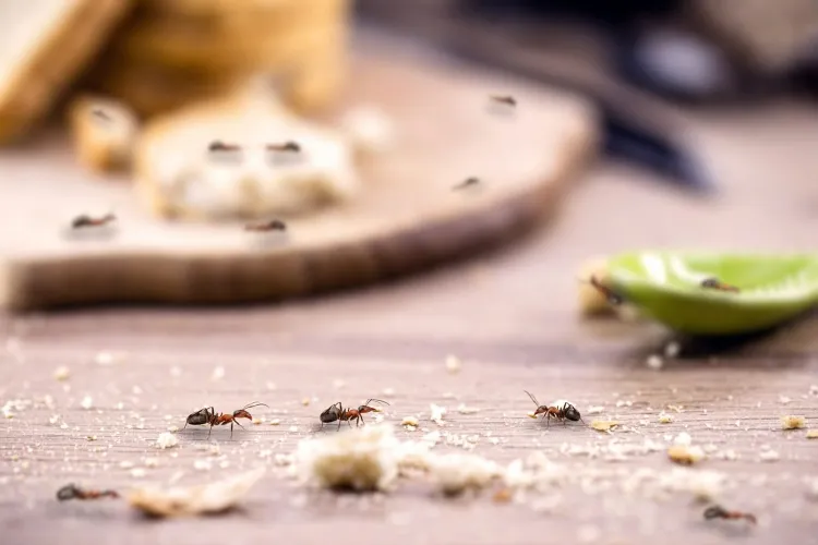 astuces de grand mère contre les fourmis méthodes naturelles non conventionnelles débarrasser