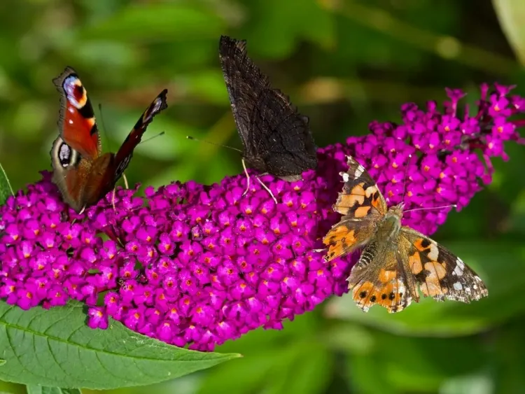 attirer les papillons au jardin arbre papillons fleur buddleia david butiner nectar polliniser