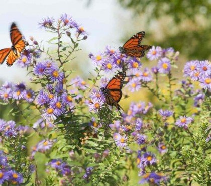 attirer les papillons au jardin couleurs préférées odeurs papillons diurnes nocturnes