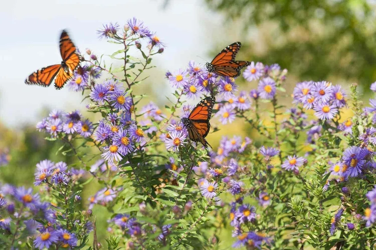 attirer les papillons au jardin couleurs préférées odeurs papillons diurnes nocturnes