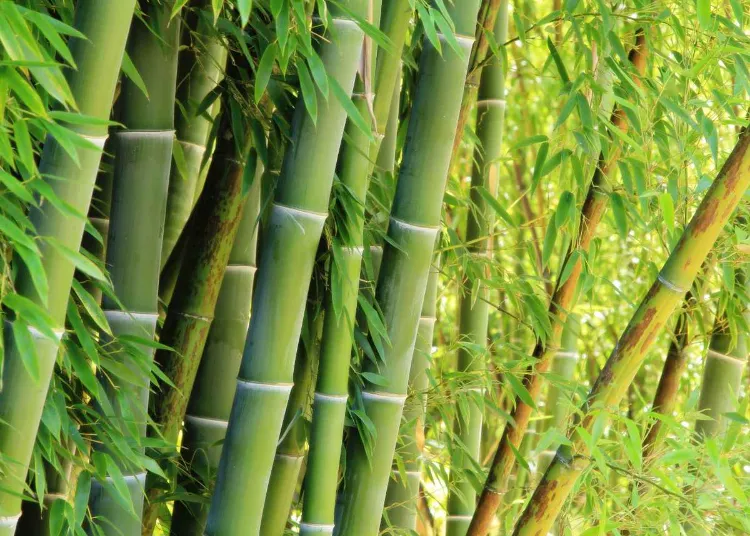 bamboo plantes pour jardin japonais au soleil zen miniature arbustes exterieur petit couvre sol