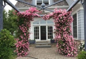 belle plante grimpante pour pergola
