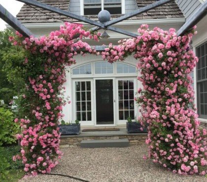 belle plante grimpante pour pergola