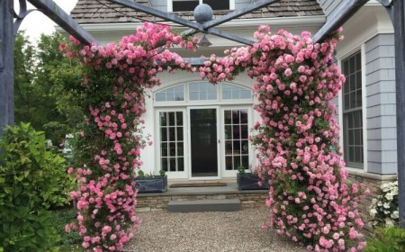 belle plante grimpante pour pergola