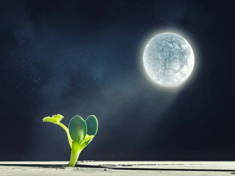 calendrier lunaire mai 2023 jour par jour jardiner avec la lune au mois de mai 2023
