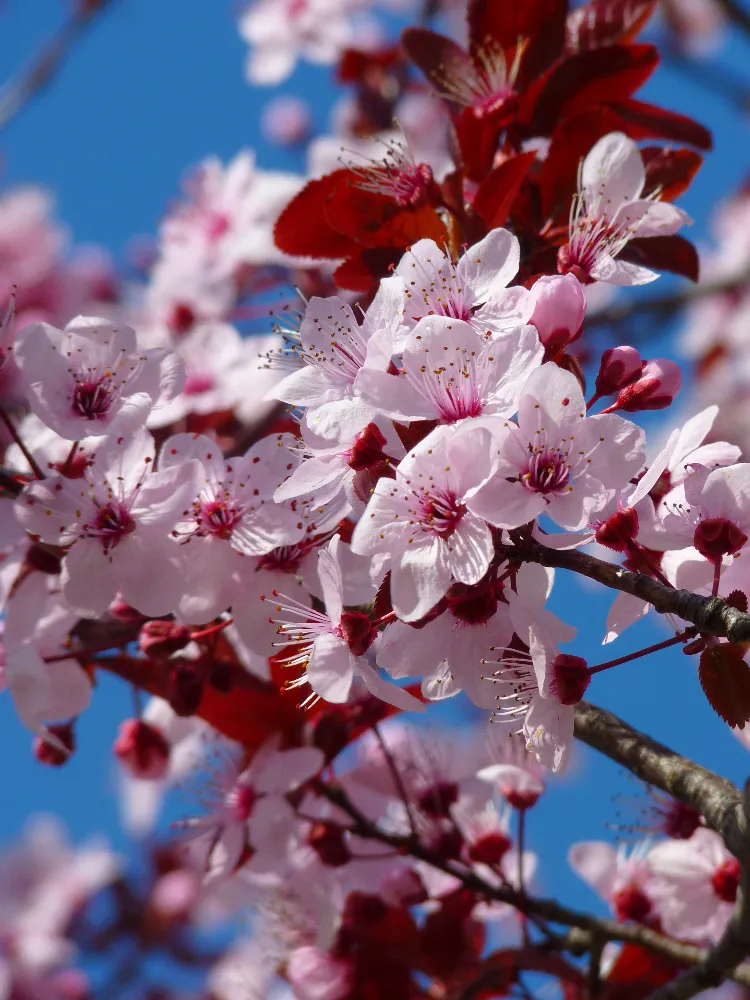 cerisier du japon meilleur arbre floraison rose printemps jardin romantique
