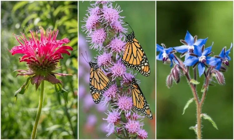 comment attirer les papillons au jardin créer milieu naturel environnement sain
