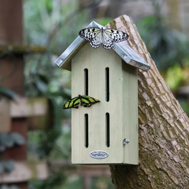 comment attirer les papillons au jardin fabriquer hôtel papillons abriter prédateurs repos