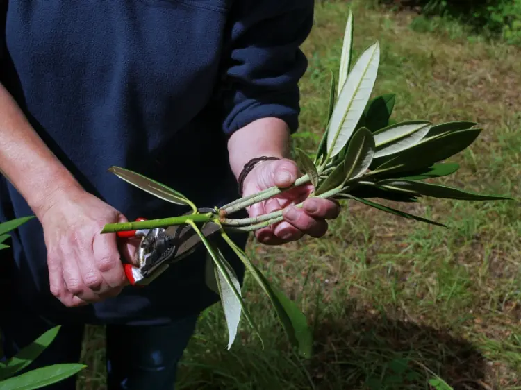 comment bouturer un rhododendron étapes multiplier azalée bouturage