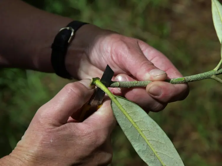 comment bouturer un rhododendron par étapes multiplier azalée bouturage
