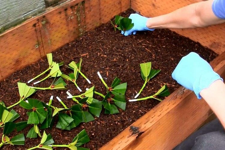 comment bouturer un rhododendron par étapes multiplier azalée boutures