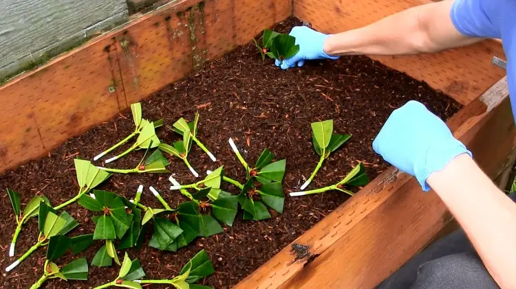 comment bouturer un rhododendron par étapes multiplier azalée boutures