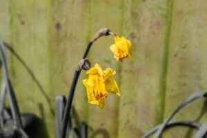 comment couper les jonquilles après floraison attendre fleurs faner couper laisser feuilles