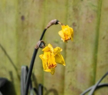 comment couper les jonquilles après floraison attendre fleurs faner couper laisser feuilles