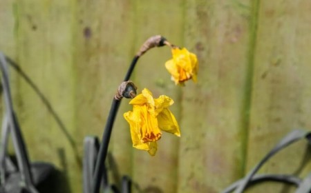 comment couper les jonquilles après floraison attendre fleurs faner couper laisser feuilles