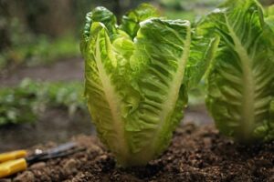 comment couper les salades pour qu elles repoussent