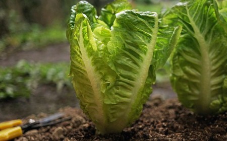 comment couper les salades pour qu elles repoussent