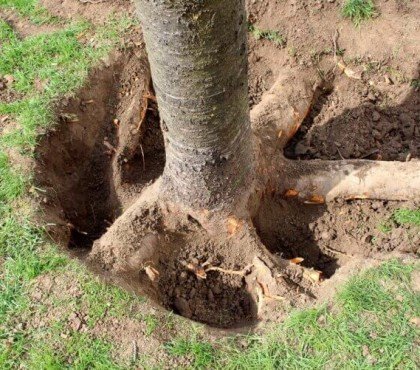 comment couper racines arbre