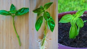 comment cultiver le basilic sensible froid bon drainage arrosage adéquat goutte à goutte