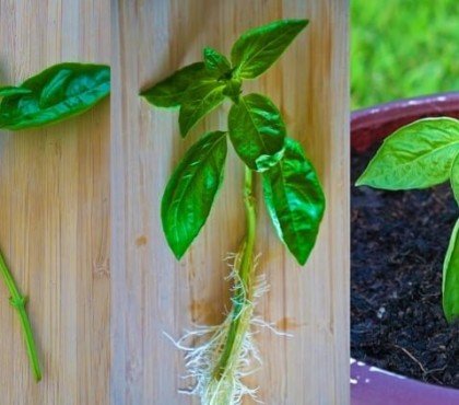 comment cultiver le basilic sensible froid bon drainage arrosage adéquat goutte à goutte