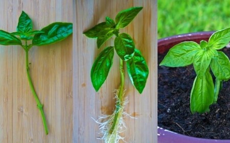 comment cultiver le basilic sensible froid bon drainage arrosage adéquat goutte à goutte