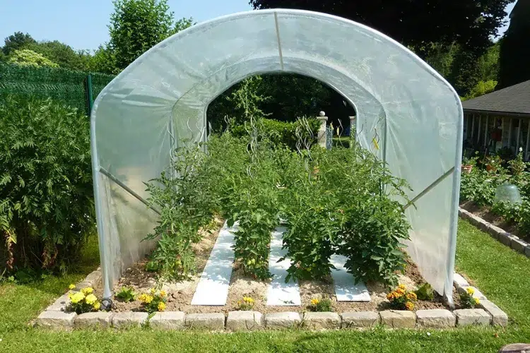 comment cultiver les tomates sous serre 2023