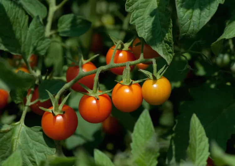 comment effeuiller tailler les plants de tomates au printemps quelle feuille enlever espèces tomates à ne pas tailler