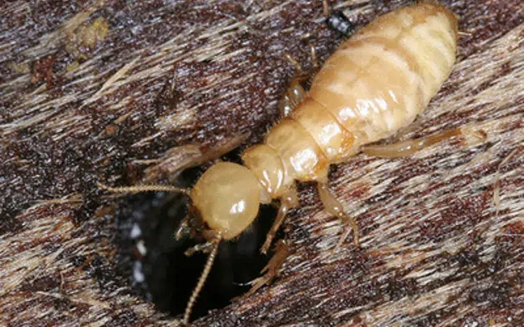 comment éliminer les termites dans la maison 2023