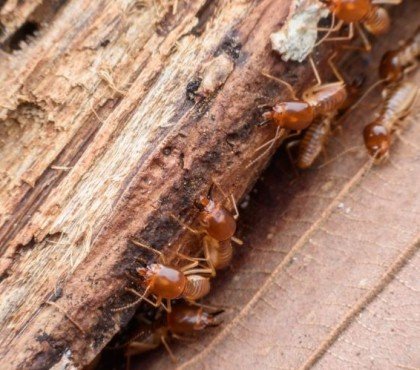 comment éliminer les termites dans une maison