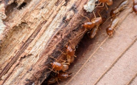 comment éliminer les termites dans une maison
