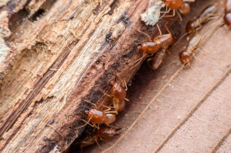 comment éliminer les termites dans une maison