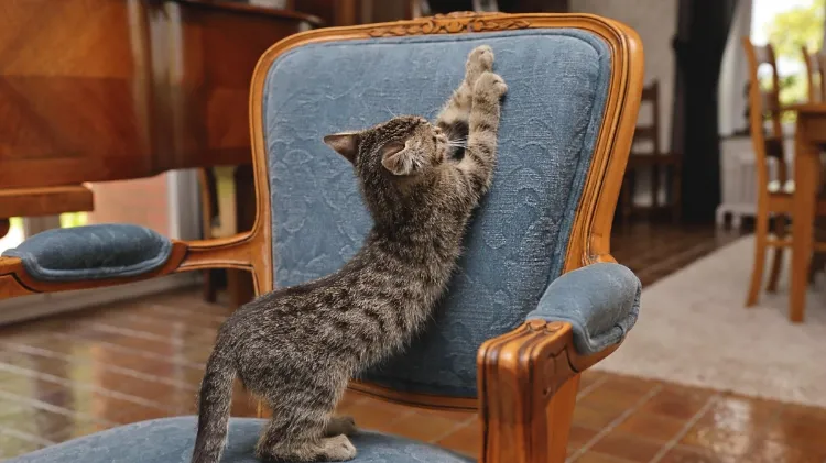 comment empêcher les chats de griffer les meubles 2023 