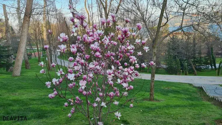 comment entretenir un magnolia extérieur entretien du magnolia au printemps