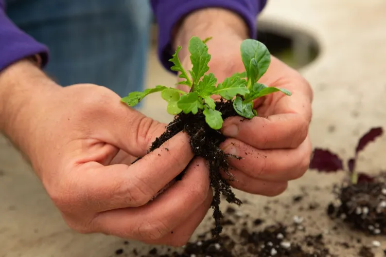 comment et quand repiquer ses semis au jardin legumes pot pleine terre
