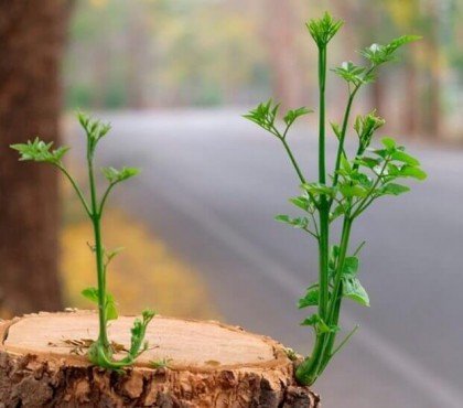 comment eviter les rejets des arbres