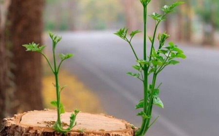 comment eviter les rejets des arbres