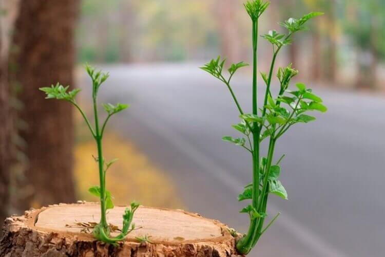 comment eviter les rejets des arbres