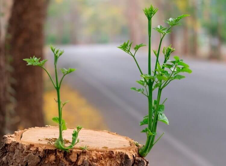 comment eviter les rejets des arbres