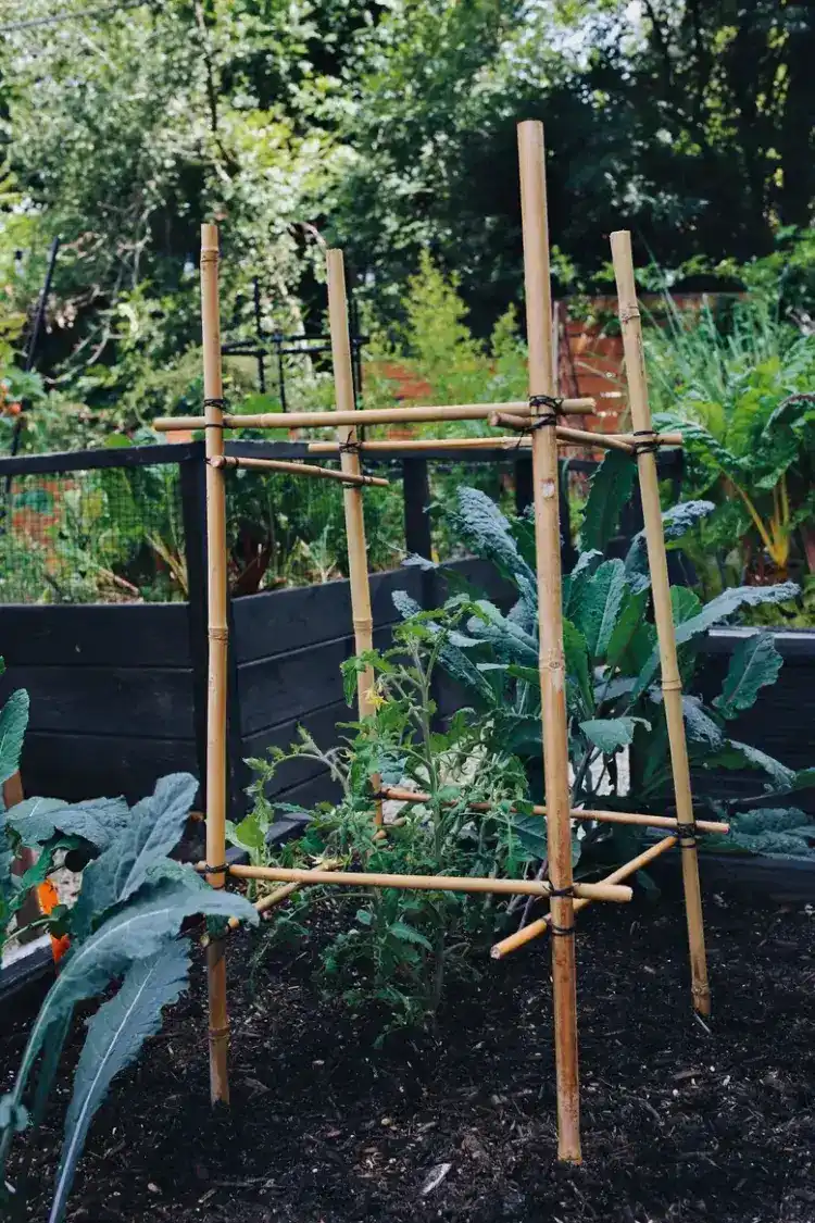 comment fabriquer support pour plantes grimpantes cage à tomates étapes