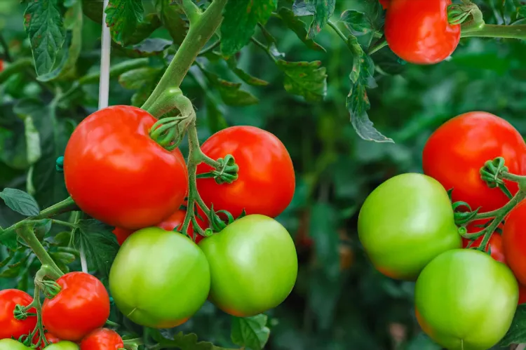 comment faire pour avoir beaucoup de tomates sur un pied meilleure astuce
