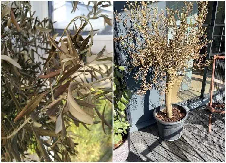 comment faire repartir sauver un olivier sec pot jardin qui perd ses feuilles sèches jaunes brunes