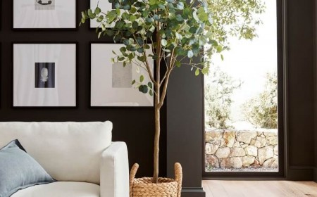 comment faire repartir un eucalyptus qui sèche pot intérieur patio vérifier humidité sol arrosages
