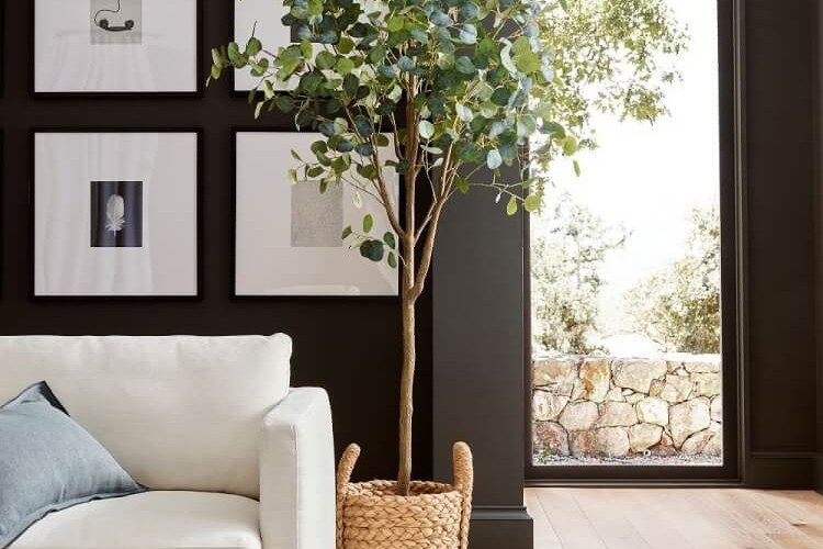 comment faire repartir un eucalyptus qui sèche pot intérieur patio vérifier humidité sol arrosages