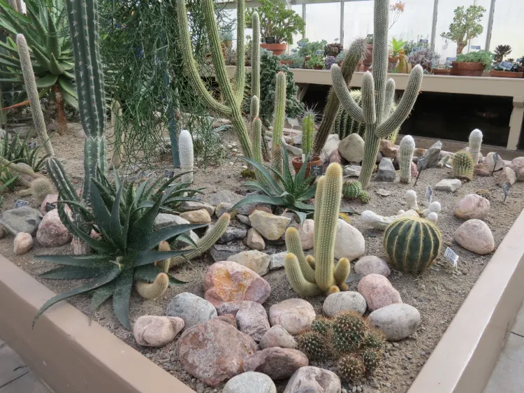 comment faire un jardin de cactus extérieur en pot quelques étapes faciles