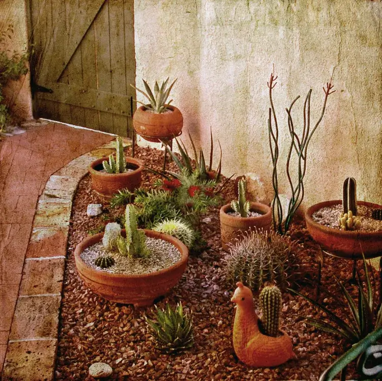 comment faire un jardin de cactus extérieur pot quelques étapes faciles