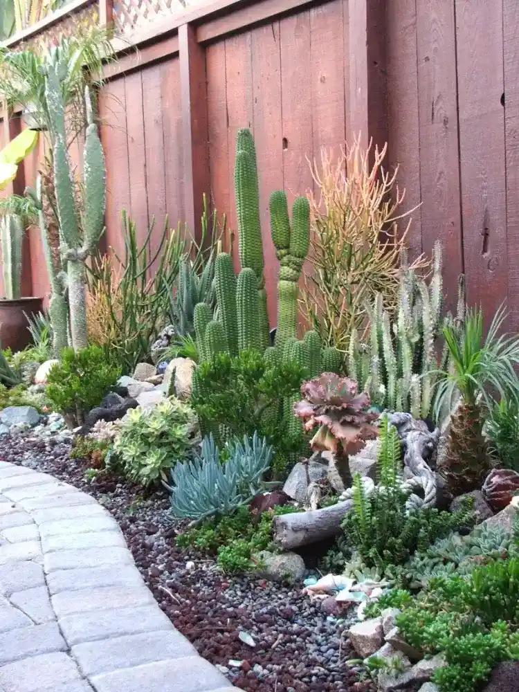 comment faire un jardin de cactus extérieur quelques étapes astuces
