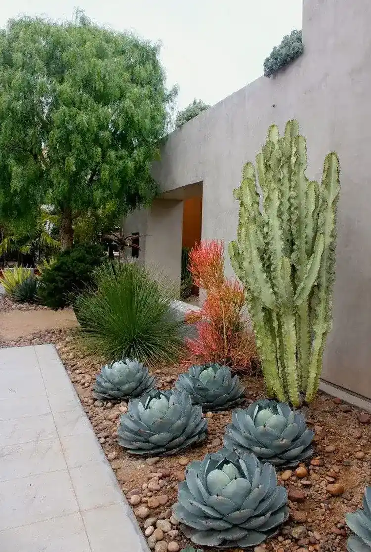 comment faire un jardin de cactus extérieur quelques étapes faciles