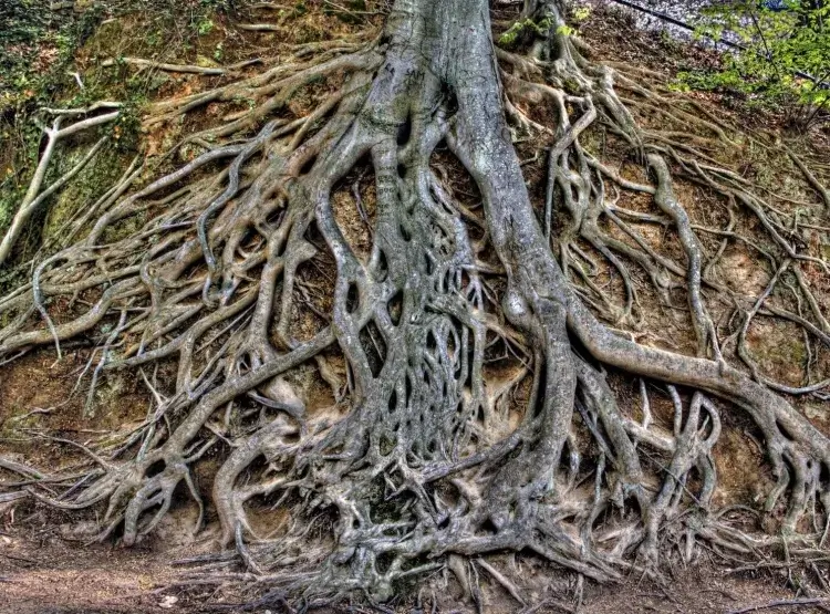 comment limiter les racines d'un arbre